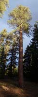 150pano